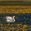 087_Biebrza - kwiecien 2011
